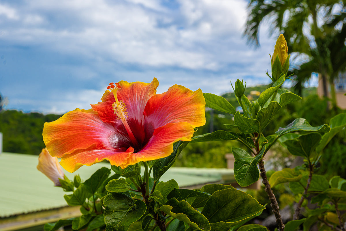 Mom's Hibiscus