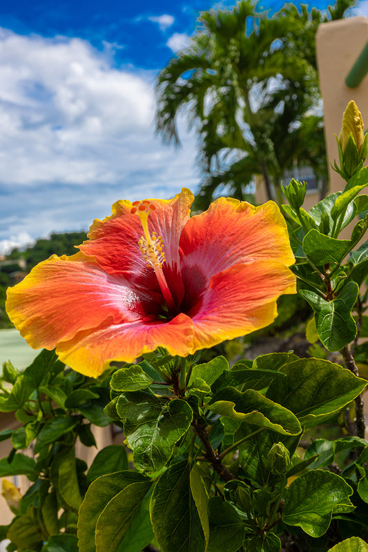 Mom's Hibiscus (Portrait)